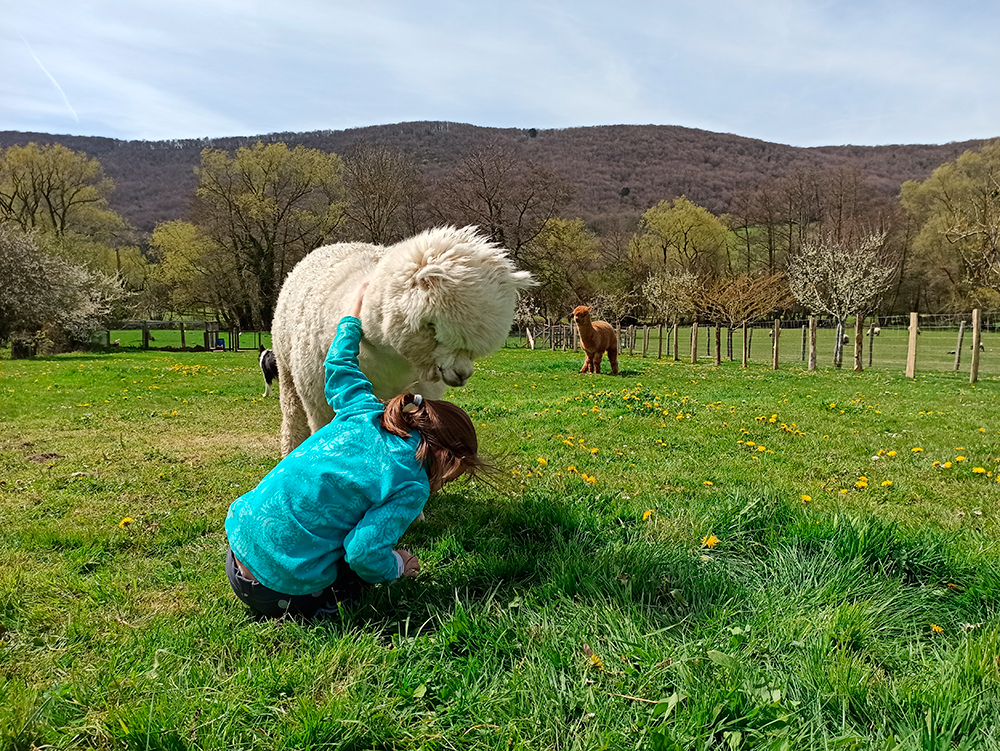 La curiosidad de las alpacas es increible