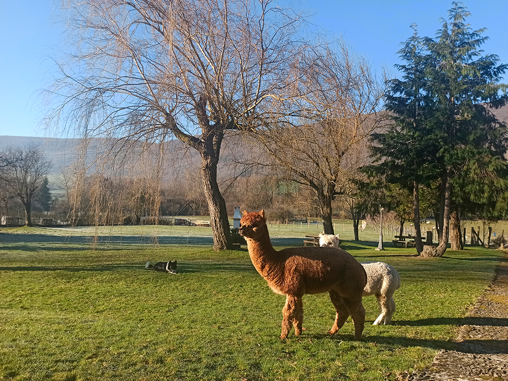 Cheesecake & Brownie, dos alpacas en Navarra