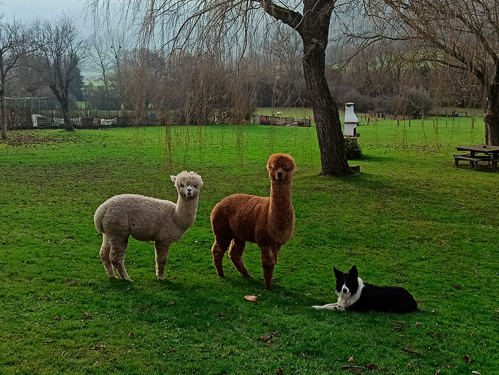 Foto de familia, las alpacas con la perra, Meru